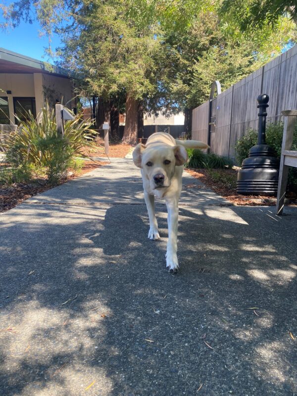 Wilson is frolicking towards the camera. His ears and flapping in the wind. There is a redwood tree and dappled sunlight in the background.
