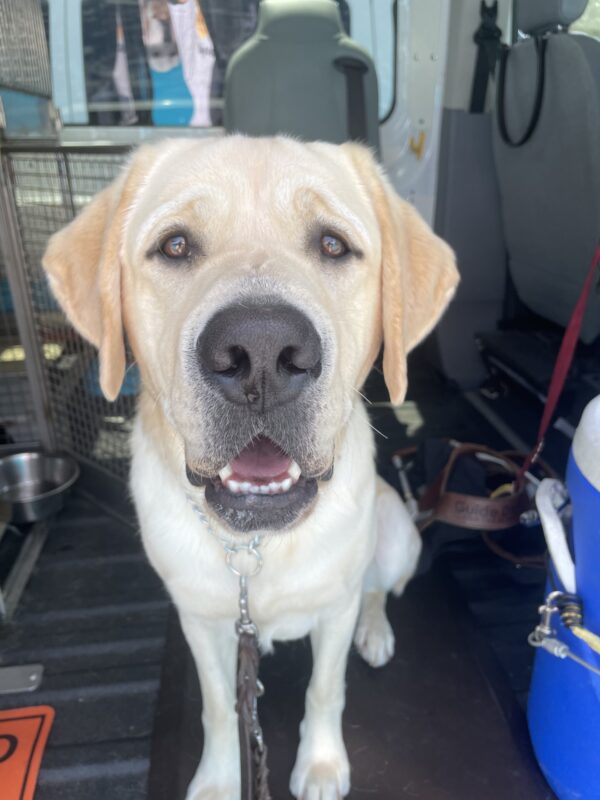 Amalfi sits in the training van looking at the camera with his tongue hanging out. There is a guide dog harness laying next to him.