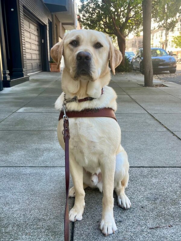Cash looks handsome sitting in harness on a San Francisco city sidewalk.