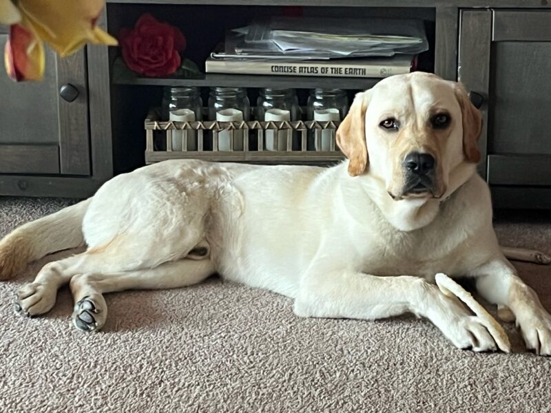 <p>Danson lays in front of a cabinet. He looks relaxed after a session of chewing on nylabones.</p>