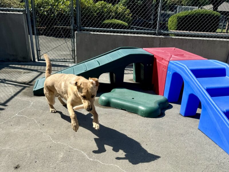 Duvall is mid-leap, sprinting through Community Run with a bone in his mouth and his ears flying. Behind him is brightly-colored play equipment.