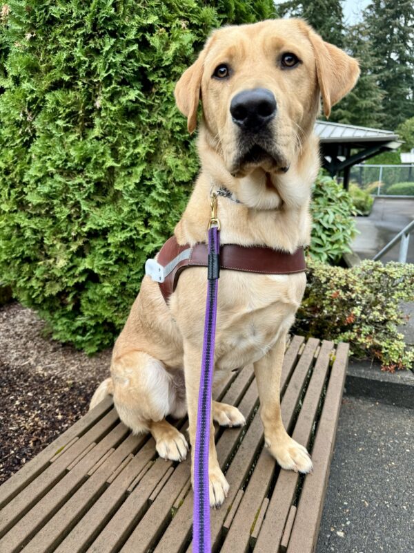 Duvall sits on a bench outside looking at the camera seriously. He looks great wearing his harness body!