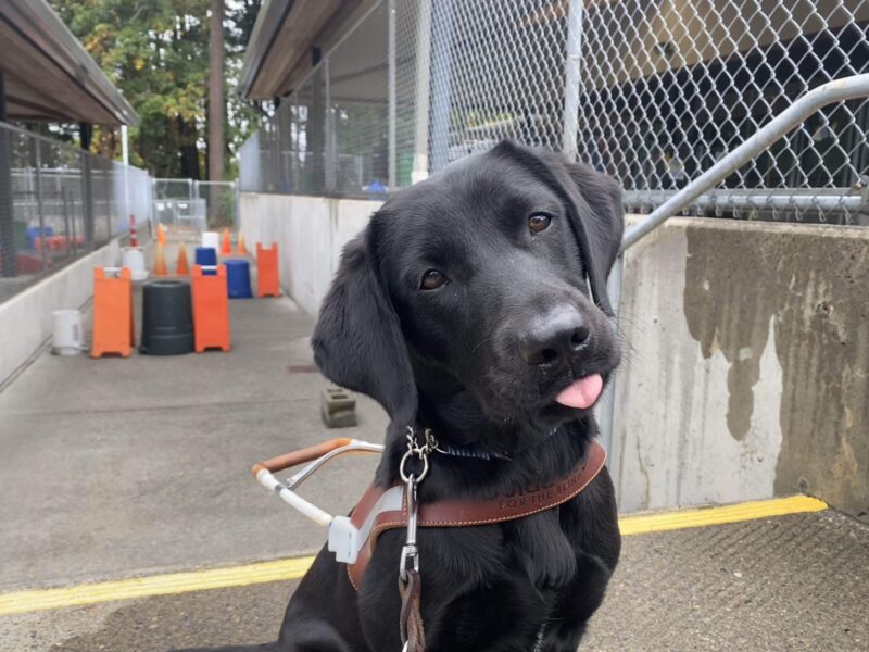 Emmylou, a female black lab, sits at the top of an outdoor staircase in her GDB harness. She tilts her head at the camera and sticks the tip of her tongue out of her mouth. Behind her, a training obstacle course with cones and sandwich boards trail in the background.