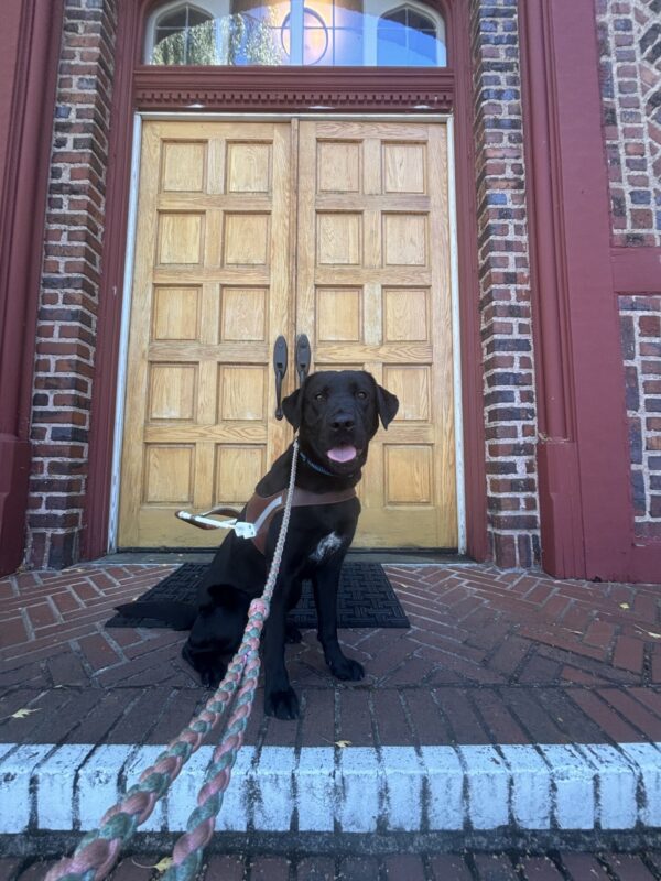 A female black Labrador Retriever sits on red brick stairs on harness. She is looking into the camera with her mouth open and a tongue out. A pink leash is extended out towards the camera and behind her are large wooden doors to a building.