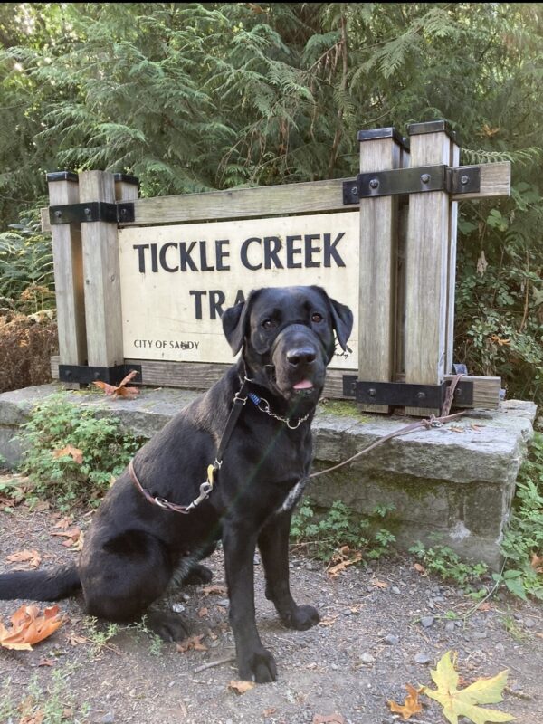 A female black Labrador Retriever looks into the camera wearing a blue collar and black head collar. She is sitting on a gravel path in front of a large sign that says