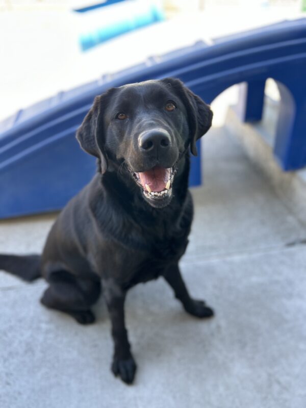 Irva sits in the community run area of her kennel. There is a big blue play structure behind her and she is looking at the camera with her mouth open.