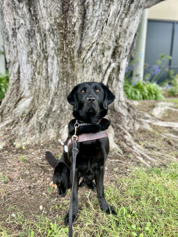 Irva sits in harness next to a large tree. She is looking at the camera with her mouth closed and serious expression.