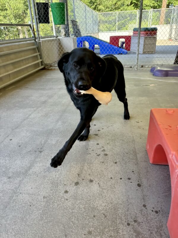 With one leg stretched far out, Keaton gleefully prances toward the camera in Community Run with a Nylabone in her mouth.