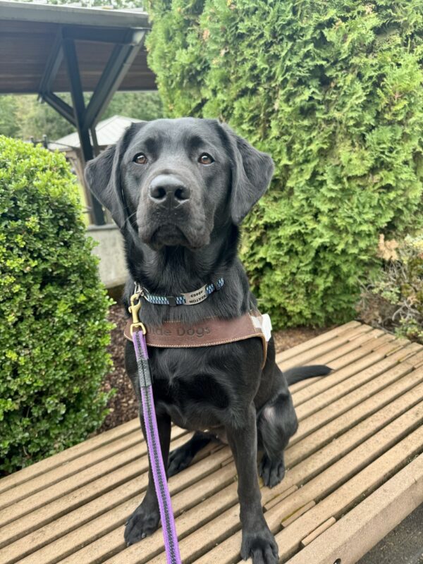 Keaton sits on a bench outside on harness introduction day. She's looking intently toward the camera wearing just a harness body.