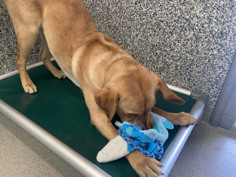 Lancer, a male yellow lab, stretches in a “downward dog” yoga pose on his green platform bed in the kennels here in Oregon. With his rear legs stretched high up in the air and his front legs stretched far in front of him on the ground, he snuffles his nose in a blue shark stuffed toy.