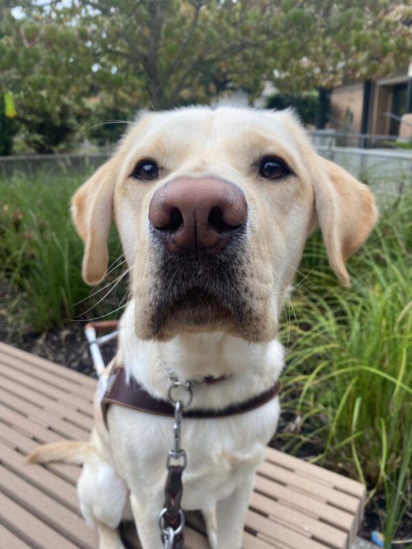Melvin, a male yellow lab, sits on a wooden bench in his GDB harness. His face is close to the camera, making it look disproportionate to his body, and he’s looking directly at the camera. Green foliage makes up the background.
