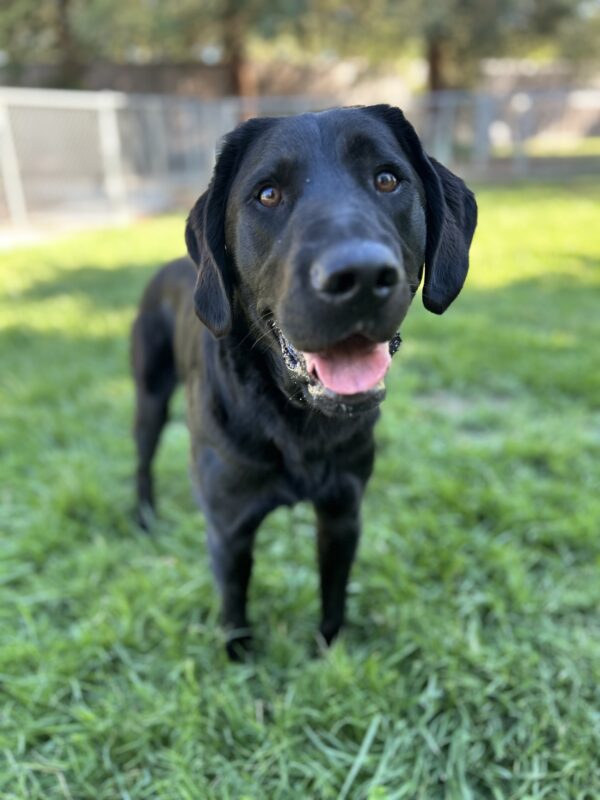 Nils stands in a grass play yard. He is looking at the camera with his mouth open.