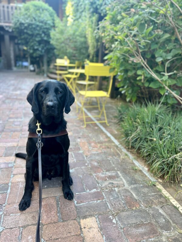 Nils sits in harness on a brick patio. There are yellow cafe tables behind him and walls of green ivy.