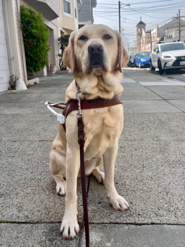 Palm sits on a sidewalk in San Francisco wearing a harness. She looks like a natural!