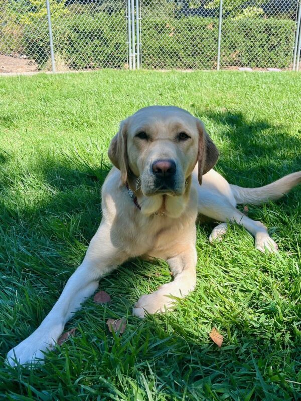 Palm relaxes in the grass in the shade in a play yard.