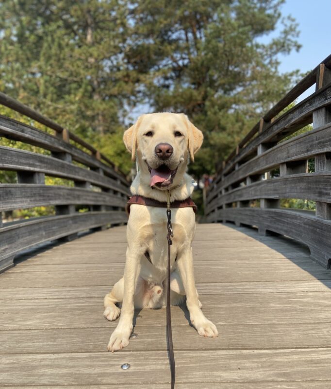 Seamus, a yellow, Labrador, Retriever, is wearing his harness while sitting on a wood bridge in a park in Gresham. He is