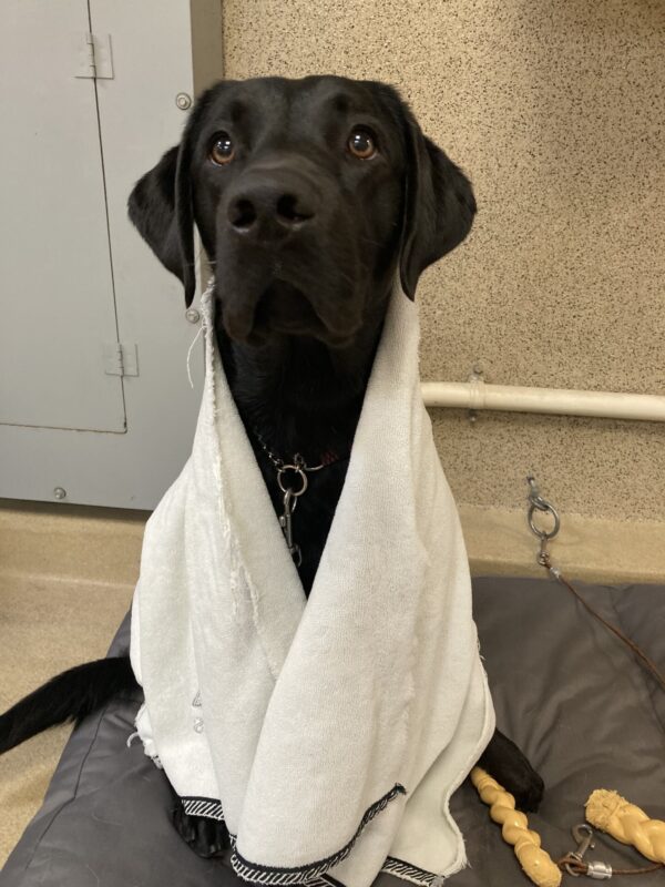 Tamarind sits wrapped in a white towel after a