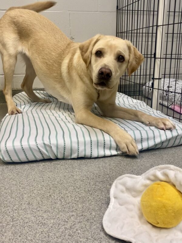 Kendall, an adorable petite yellow lab is on a cozy bed in a play bow stance with her tail a blur mid-wag, in the corner of the photo is an egg shaped stuffy that Kendall is eager for the handler to toss back to her.