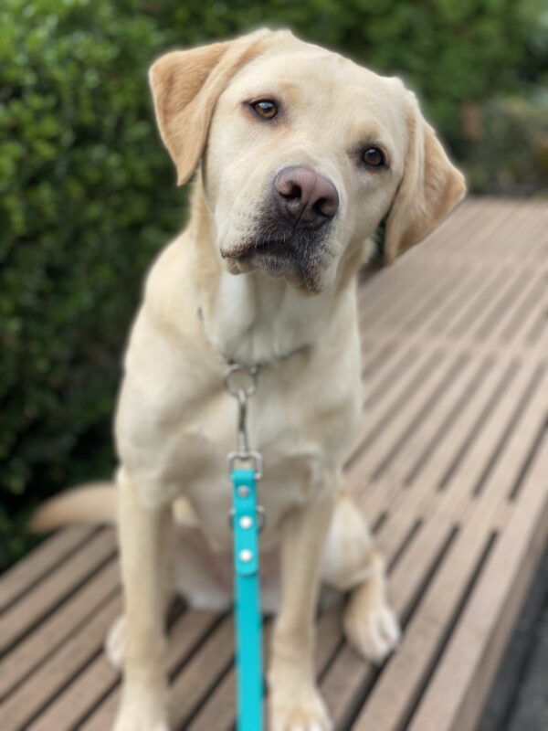 Kendall, an adorable petite yellow lab is sitting while out on a walk on the Oregon campus. She is sitting with her head slightly cocked, her ears are perked and she is staring at the camera intently awaiting a snack.
