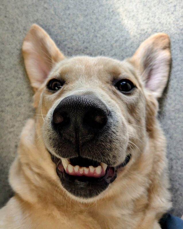 Heath is showing his silly side in this close up of his face. He is laying on his back and has his ears flipped up with a big grin on his face. Just his bottom teeth can be seen.