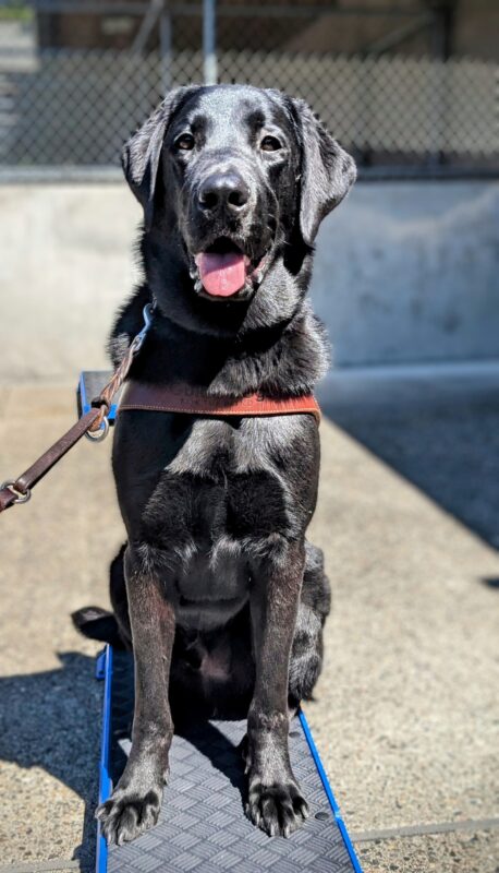 Kensington sits in harness on a blue pedestal. He is looking at the camera with his mouth open and tongue out.