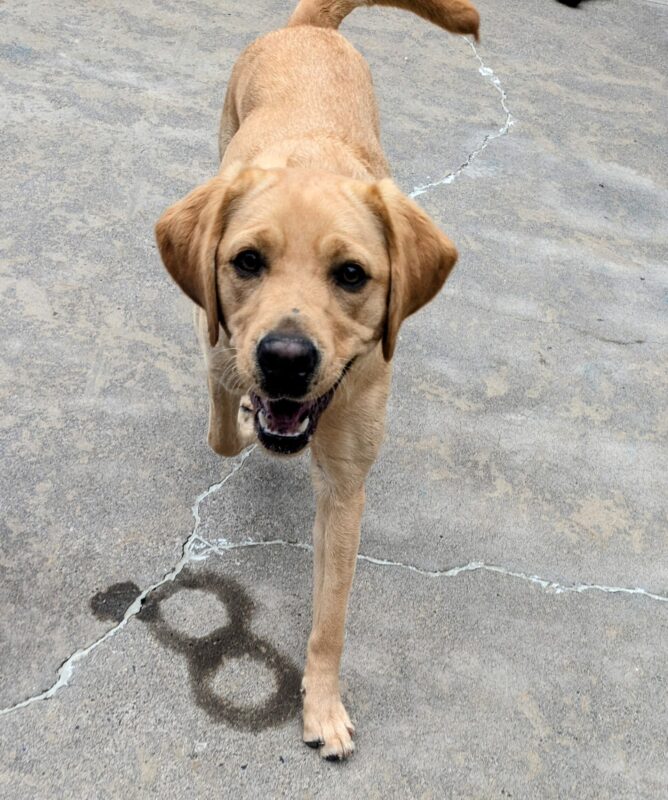 Bliss is trotting towards the camera in community run. She has her mouth open and her bottom teeth can be seen.