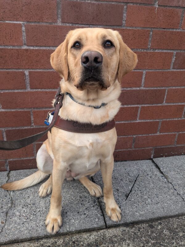 Kiko sits in her harness in front of a brick wall looking at the camera. She has a serious look on her face.