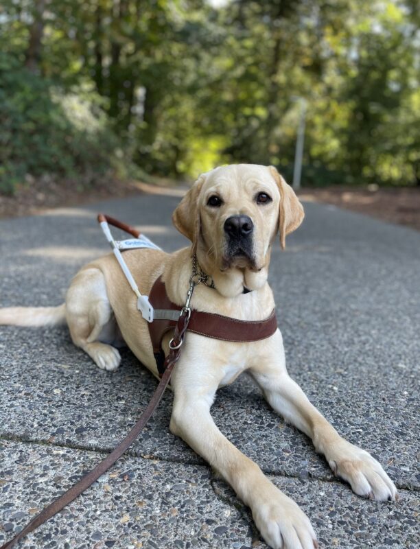 Vulcan, a yellow, Labrador retriever, is laying on the backroad on the Oregon campus while wearing his harness. There are green trees in the background.