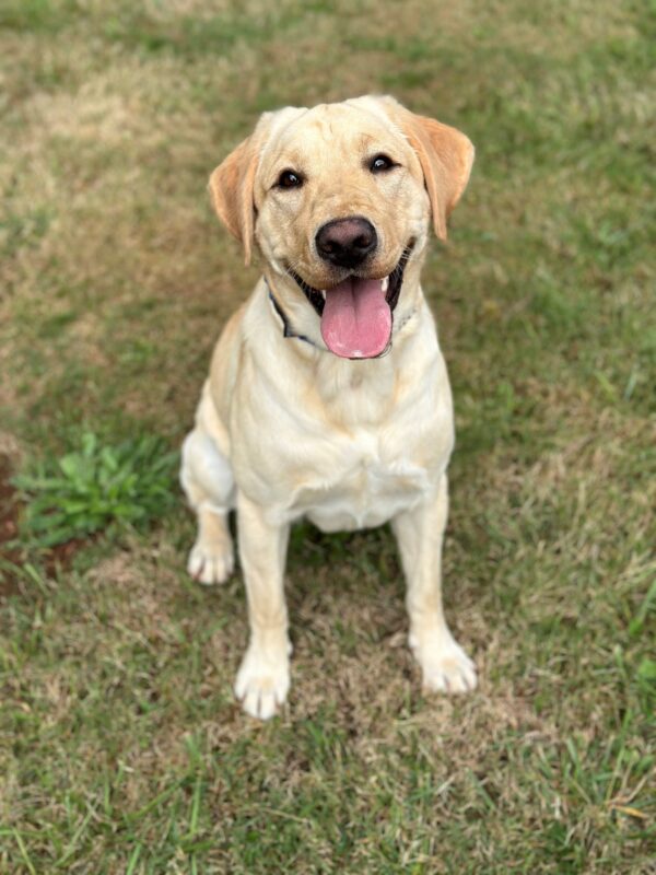 Zena sits in a grassy field smiling up at the camera, her ears are at attention and her forehead is wrinkled. Her mouth is open and her tongue out, with her heat tilted slightly to the left.