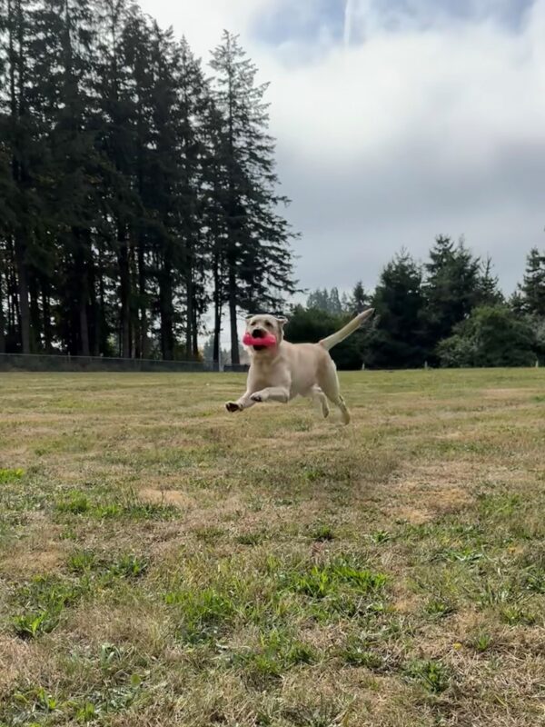 Zena runs through a grassy field with a bright pink toy in her mouth. All four feet are off the ground and her ears are flying backwards.