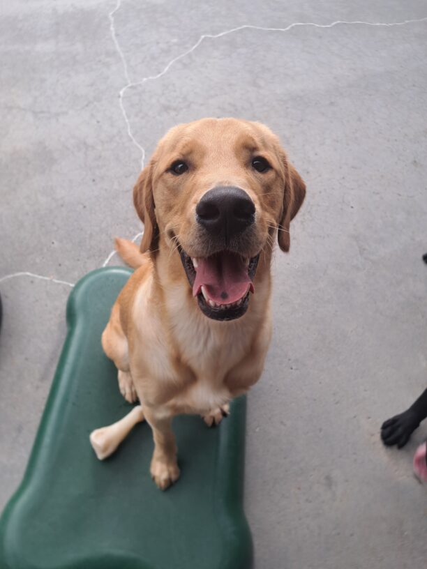 Yellow cross (Swayze) sitting on a green structure with a big smile on his face.