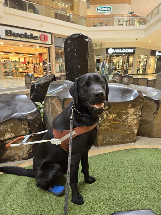 Gunther is in Clackamas Town Center. He's sitting on fake grass in front of a water feature. He's looking at the camera while wearing his harness and back booties.