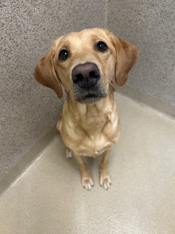 Neila is sitting in the kennel center section looking sweetly up at the camera.