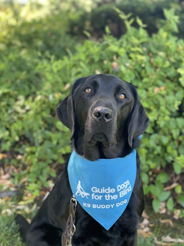 Herschel looks at the camera with his head slightly cocked to the right, light glinting off of his light brown eyes.  He is sitting in front of large green bushes and is displaying his blue K9 Buddy scarf.