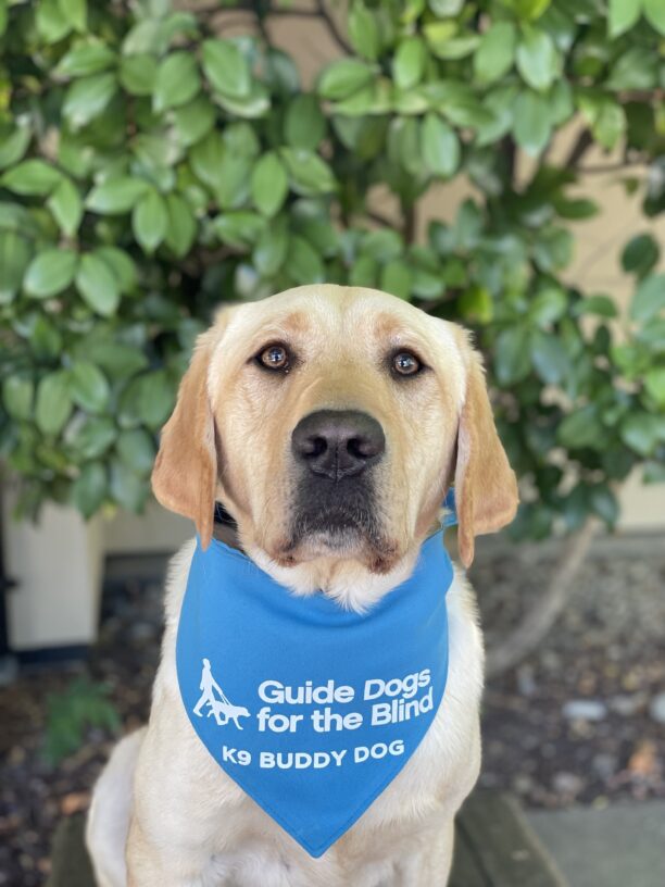 Desmond poses in front of a green bush while wearing his blue K9 Buddy scarf.  He is looking intently at the camera and the light is reflecting off of his caramel colored eyes.