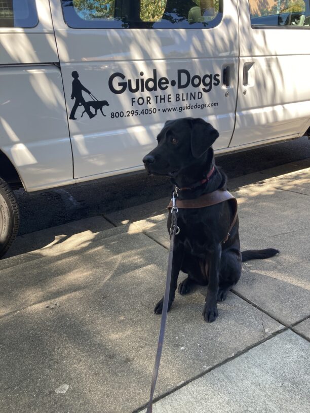 Kendri is sitting on the sidewalk in harness looking to her right. Behind her is a white training van with black Guide Dogs for the Blind lettering on the side door. She appears to be getting ready to start a guidework training exercise.