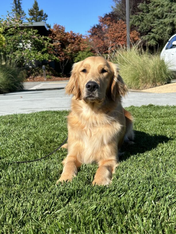 Scully relaxes in the grass. He is looking at the camera.