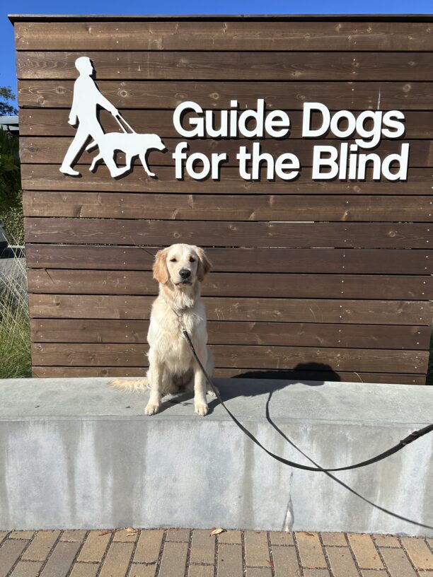 Cassidy poses in front of a wooden sign bearing Guide Dogs for the Blind's logo. She is sitting looking slightly off camera.