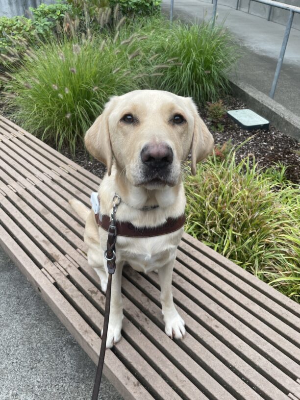 Farley (a yellow Labrador Retriever) sits on a bench on the Oregon campus. He is wearing a guide dog harness and looking up at the camera, with a planter full of greenery in the background. Hid harness does not have a handle as he has just been introduced to wearing a guide dog harness!