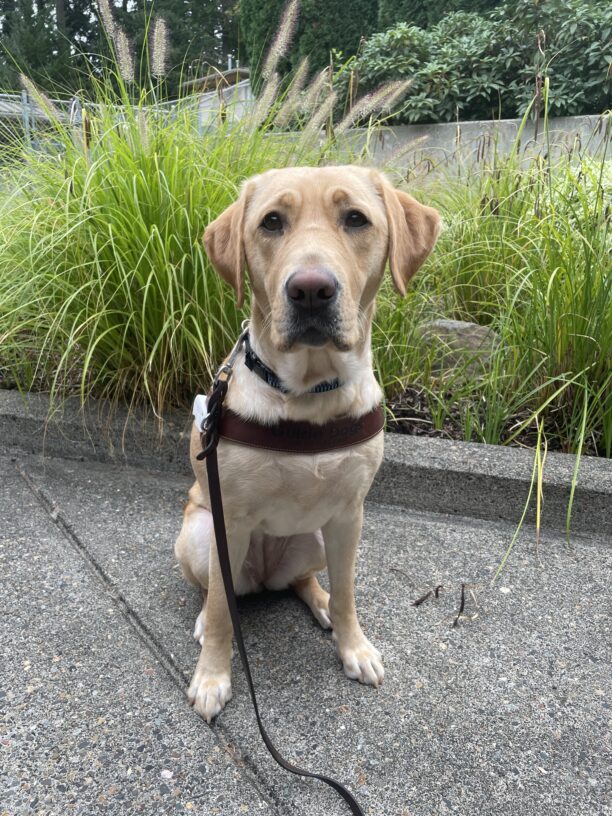 Pinky (a yellow Labrador Retriever) sitting in front of a planter on the Oregon campus. She is wearing a guide dog harness and looking at the camera. Her harness does not have a handle as she has just been introduced to wearing a guide dog harness!