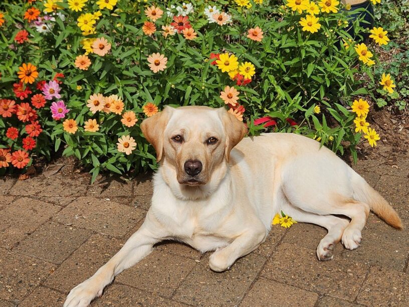 Janessa, a female yellow Labrador Retriever, is laying on a patio in front of various brightly colored daisy flowers.
