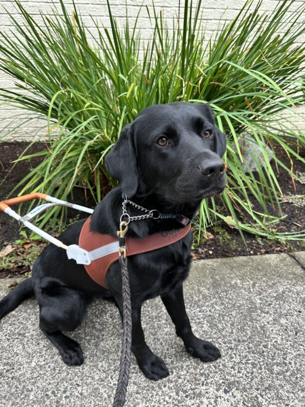 Fumiko, a female black lab, sits on a sidewalk in her GDB harness. She looks slightly up and to the side at the camera and wears a stoic expression. A large green plant sprawls in front of a white brick building in the background.