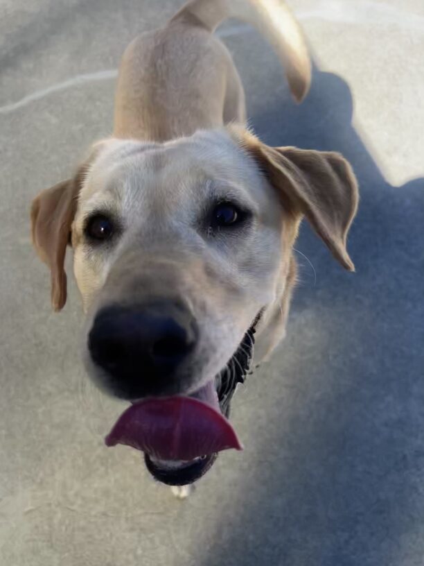 Close up of Tot as she walked up towards the camera. Her tail swayed to the side and she is happy.