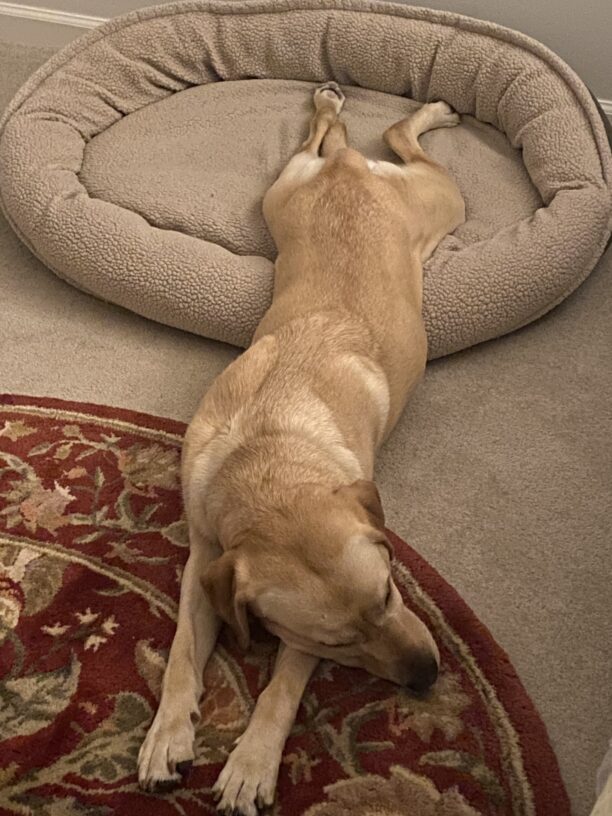 Tot relaxes in a home between work days. She is extended over a soft bed and the a carpeted floor. She is asleep.