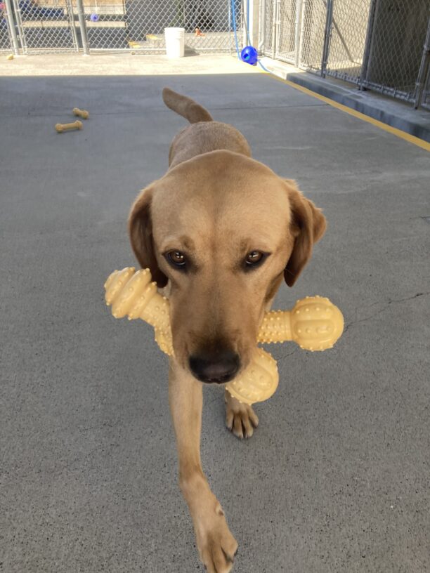 Jovie holds two yellow bones in her mouth and is running towards the camera.