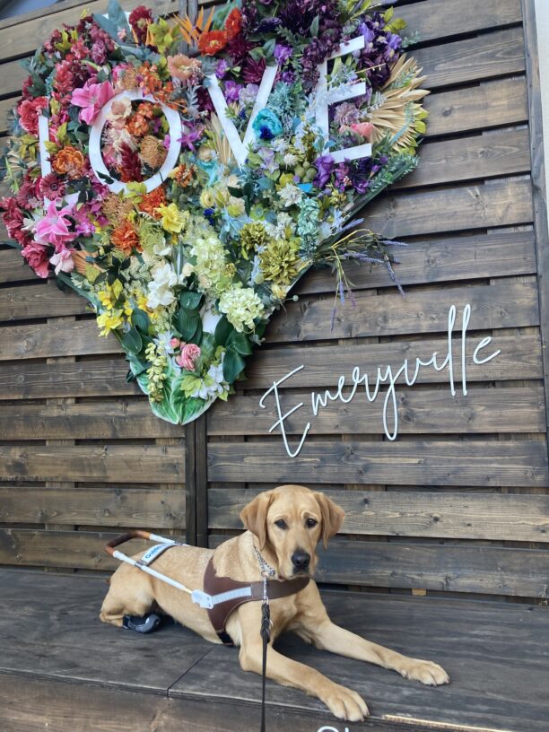Jovie lays down in harness in front of a heart shaped flower collage.