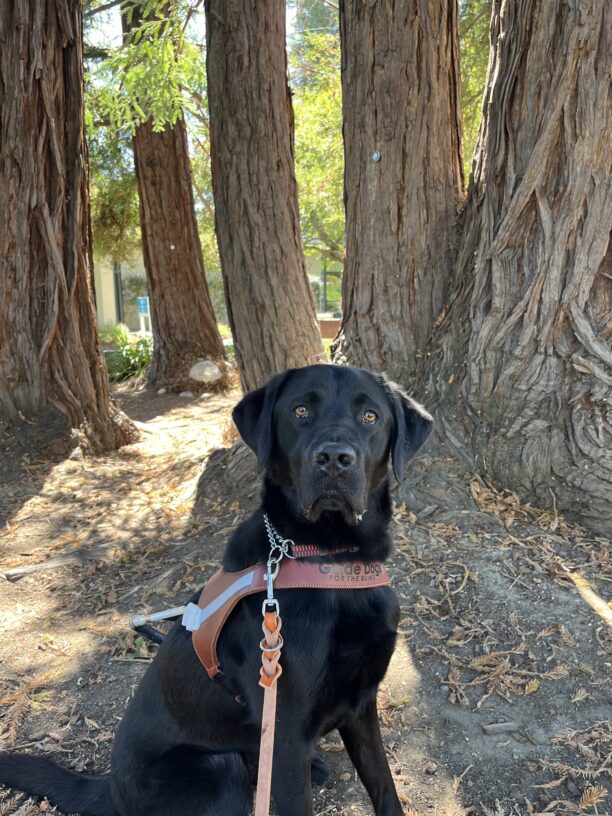 Alto is pictured sitting surrounded by several redwood trees. He is wearing his harness and staring up at the camera.