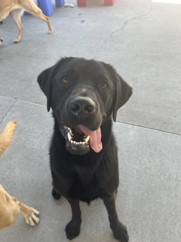 Alto is pictured sitting in a community run yard on campus. He is smiling at the camera and his tongue is hanging out the side of his mouth.
