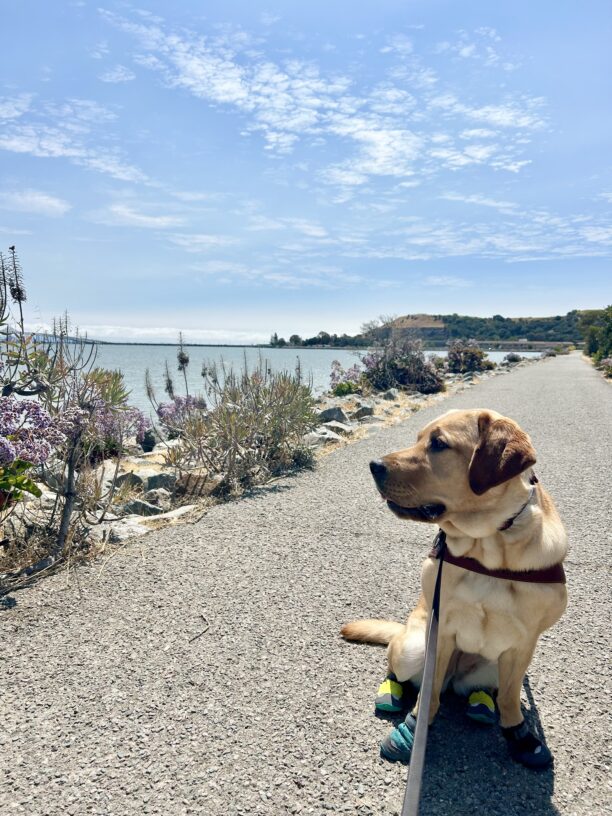 Anise sits in harness on a paved trail near the water wearing all four boots. Her head is turned towards the water and her mouth is open.