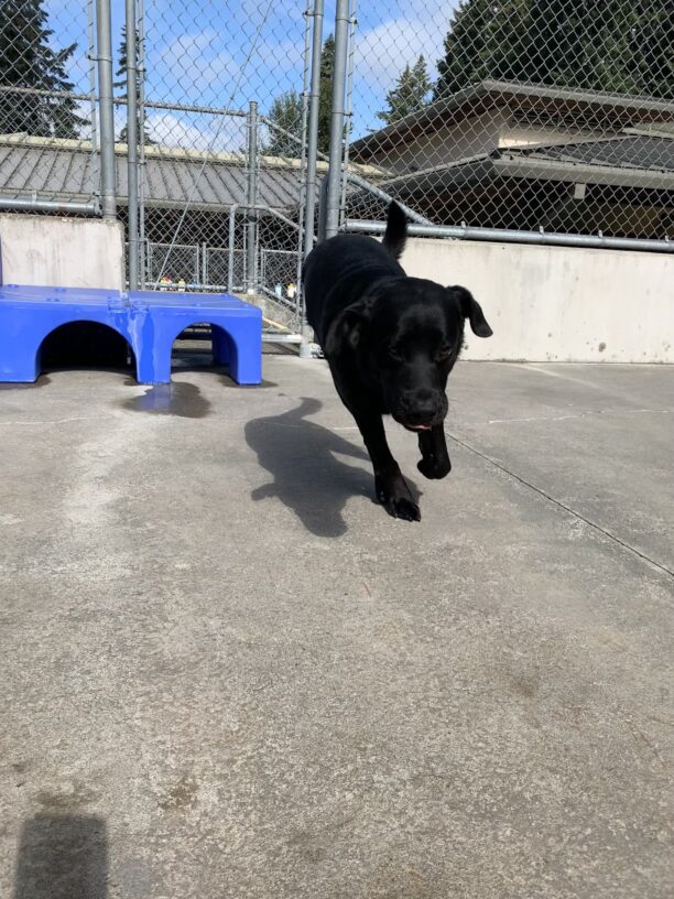Female black lab